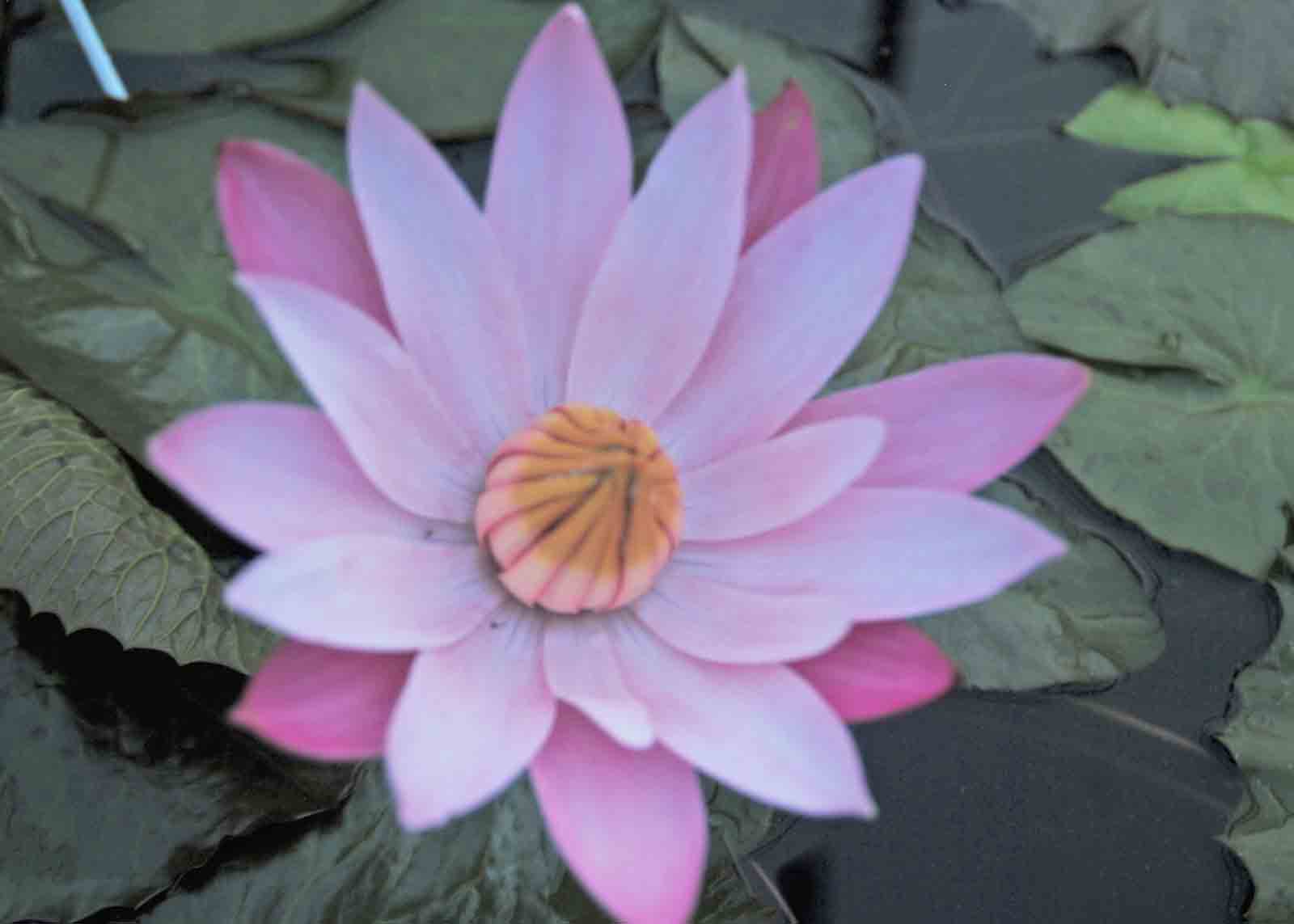 Tropical Water Lilies Wiltrout Nursery Chippewa Falls, WI